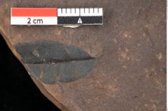 Foto (Detailsansicht) von Quercus palaeoilex Ettingshausen (NHMW-GEO-2024-0188-0820)